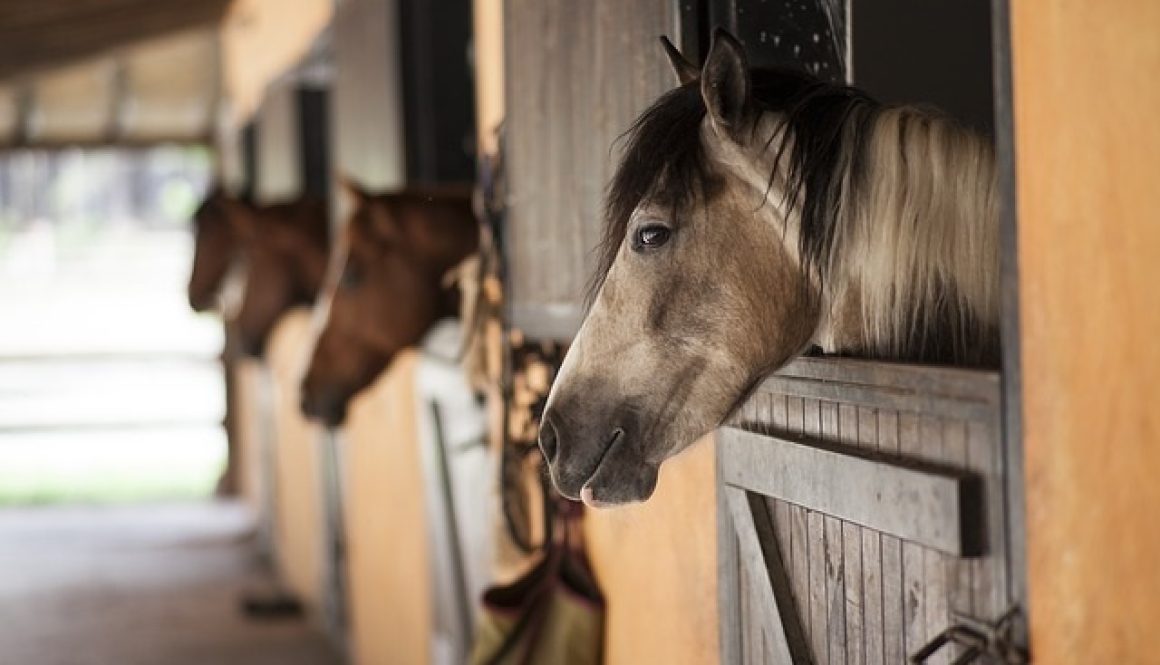Horses in their stables