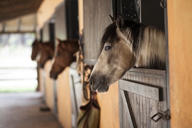 Horses in their stables
